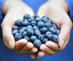 Unraveling the Genetic Mechanisms Underlying Fruit Size and Sugar Content in Wax Apple