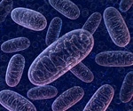 New Discovery Reveals How Cells Repair Damaged Mitochondrial DNA