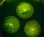 Unveiling the Metabolic Strategies of Deep-Sea Coral-Associated Bacteria