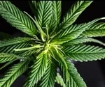 Distinguishing the Differences between Hemp and Marijuana