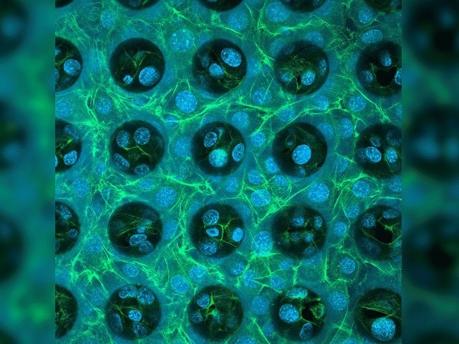 Quantum X bio