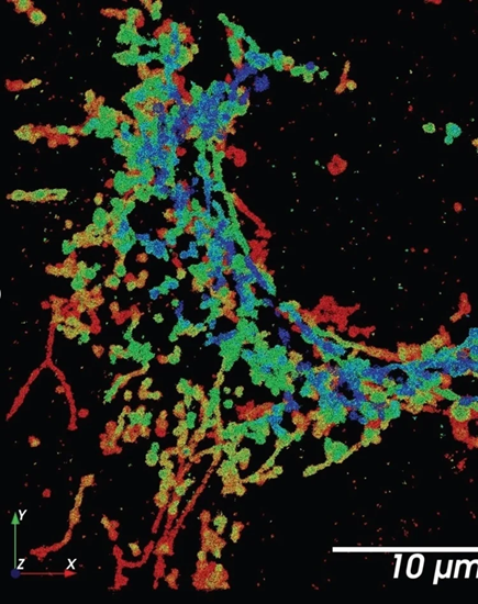 Mitochondria stained for TOM20 with Alexa 647, imaged with SMLM (dSTORM).
