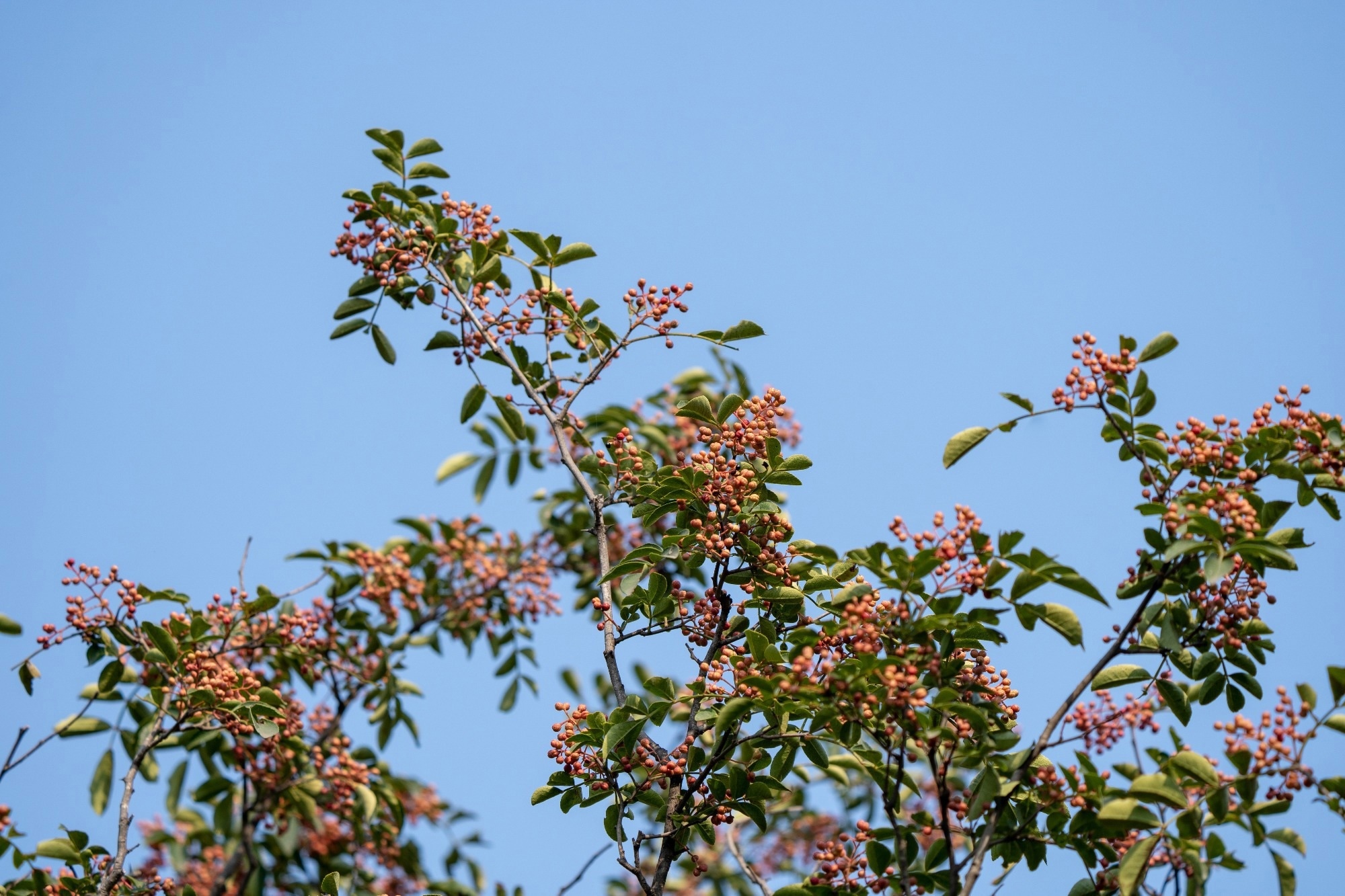 Zanthoxylum bungeanum tree branch showing it leaves and fruit