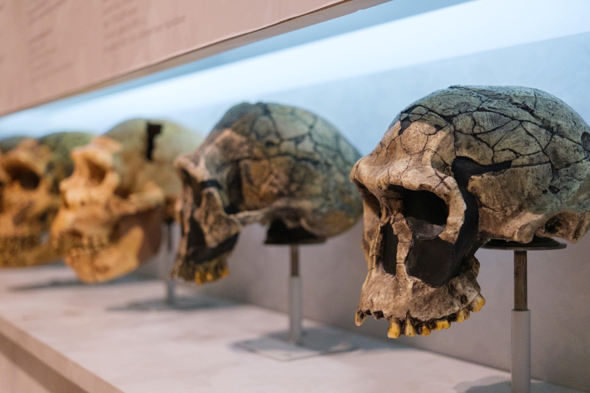 Skulls of different types of hominids, displayed in a museum